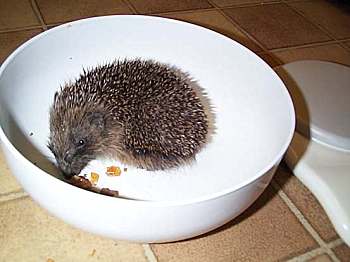 Chompy the Hedgehog